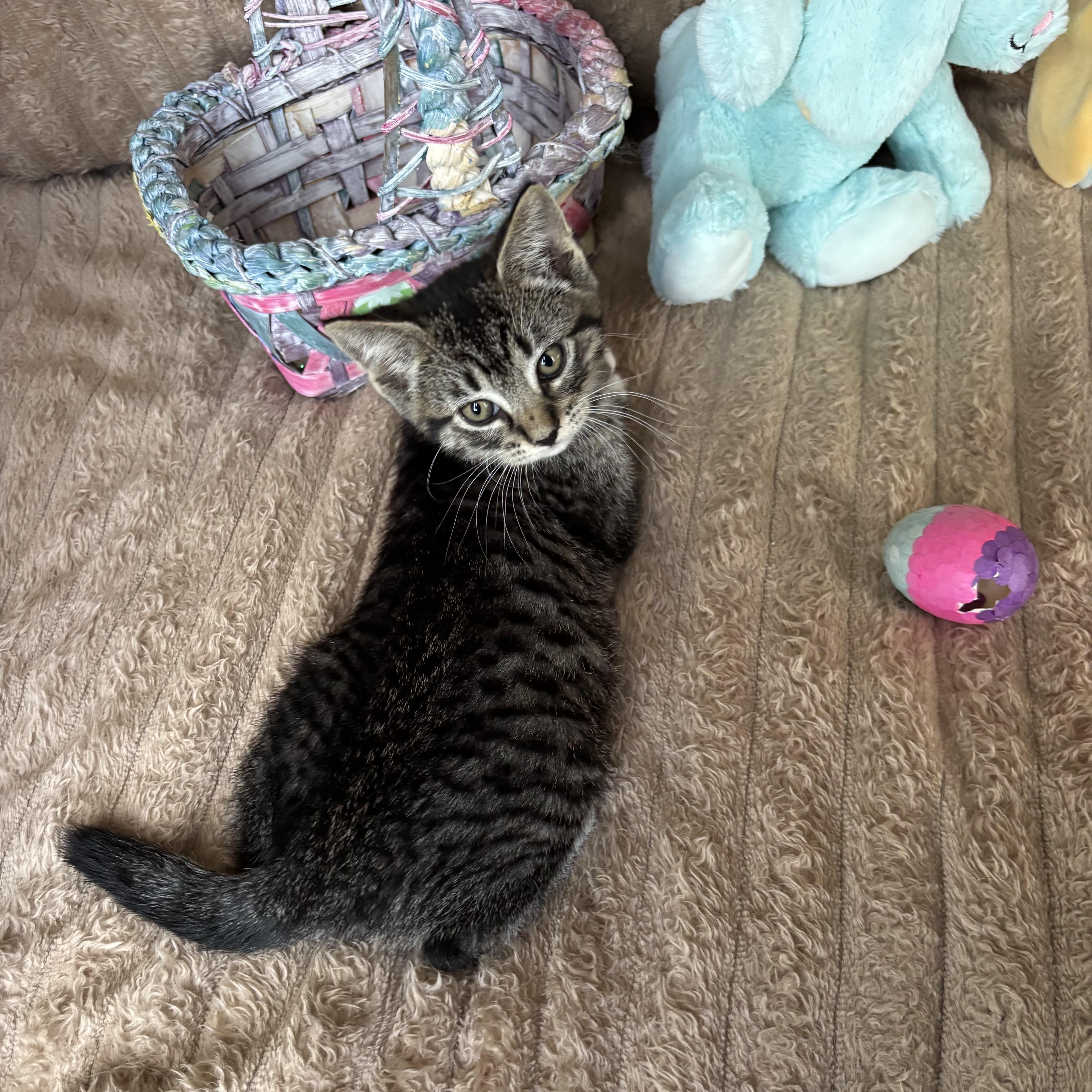 Enlarge Peter, an adoption pending Domestic Short Hair in Monroe, WA image 6/6