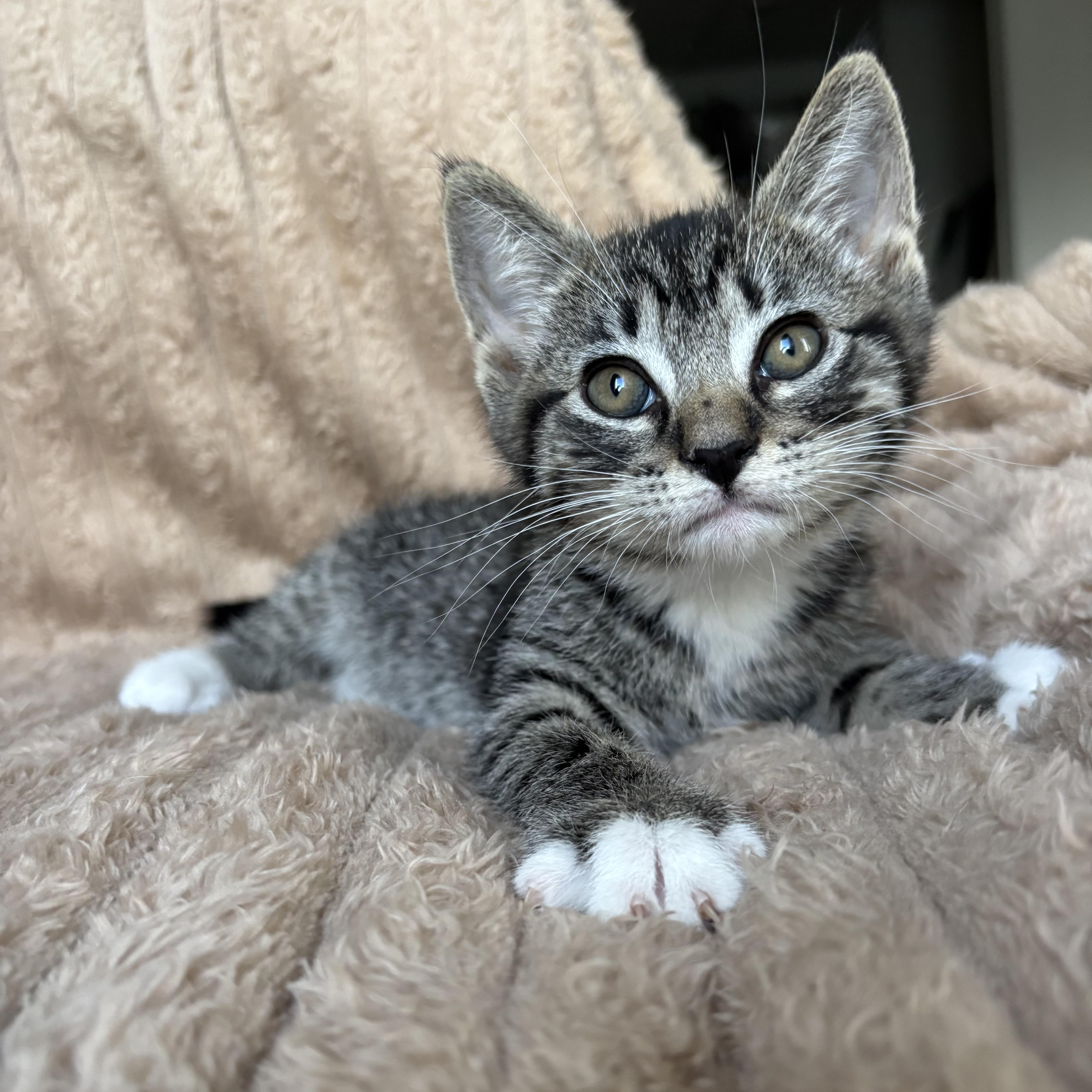 Enlarge Peter, an adoption pending Domestic Short Hair in Monroe, WA image 1/6