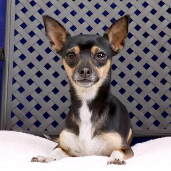 Nacho, a Adoptable mixed breed in Midland, TX image 1/2