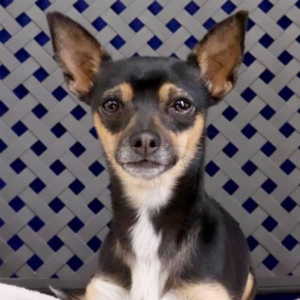 Nacho, a Adoptable mixed breed in Midland, TX image 2/2