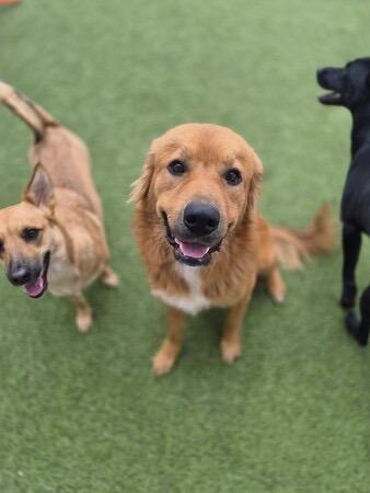 Enlarge Rusty , a ADOPTABLE mixed breed in Bowdoin, ME image 1/4
