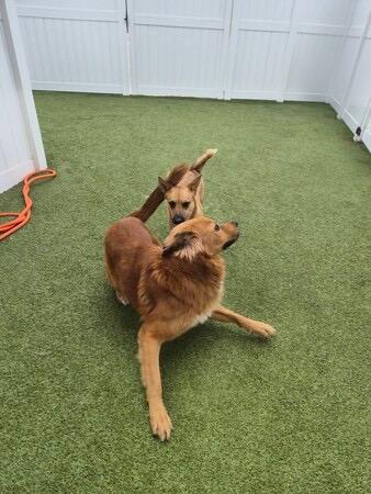Enlarge Rusty , a ADOPTABLE mixed breed in Bowdoin, ME image 2/4