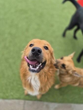 Enlarge Rusty , a ADOPTABLE mixed breed in Bowdoin, ME image 3/4
