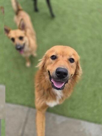 Enlarge Rusty , a ADOPTABLE mixed breed in Bowdoin, ME image 4/4