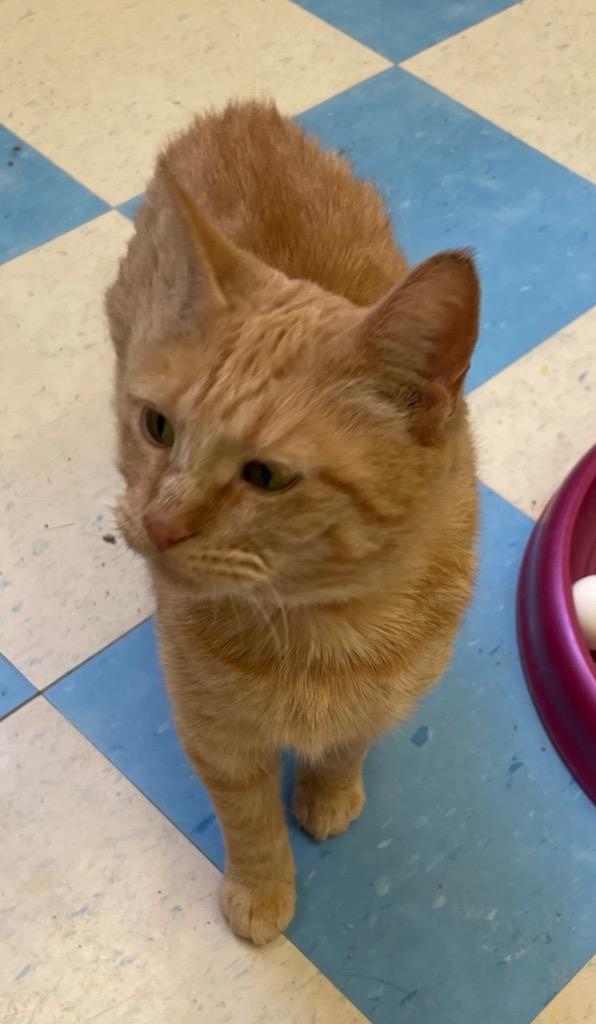 LUCILLE, Adoptable, Adult Female Domestic Short Hair.