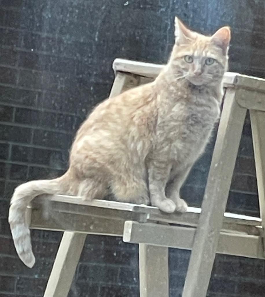 Enlarge LUCILLE, a Adoptable mixed breed in Muskegon, MI image 2/6