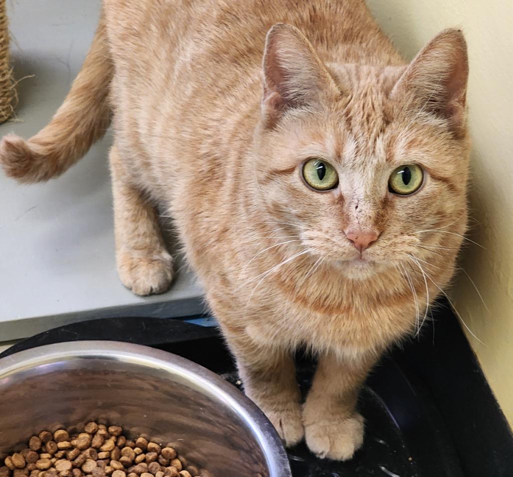 Enlarge LUCILLE, a Adoptable mixed breed in Muskegon, MI image 3/6