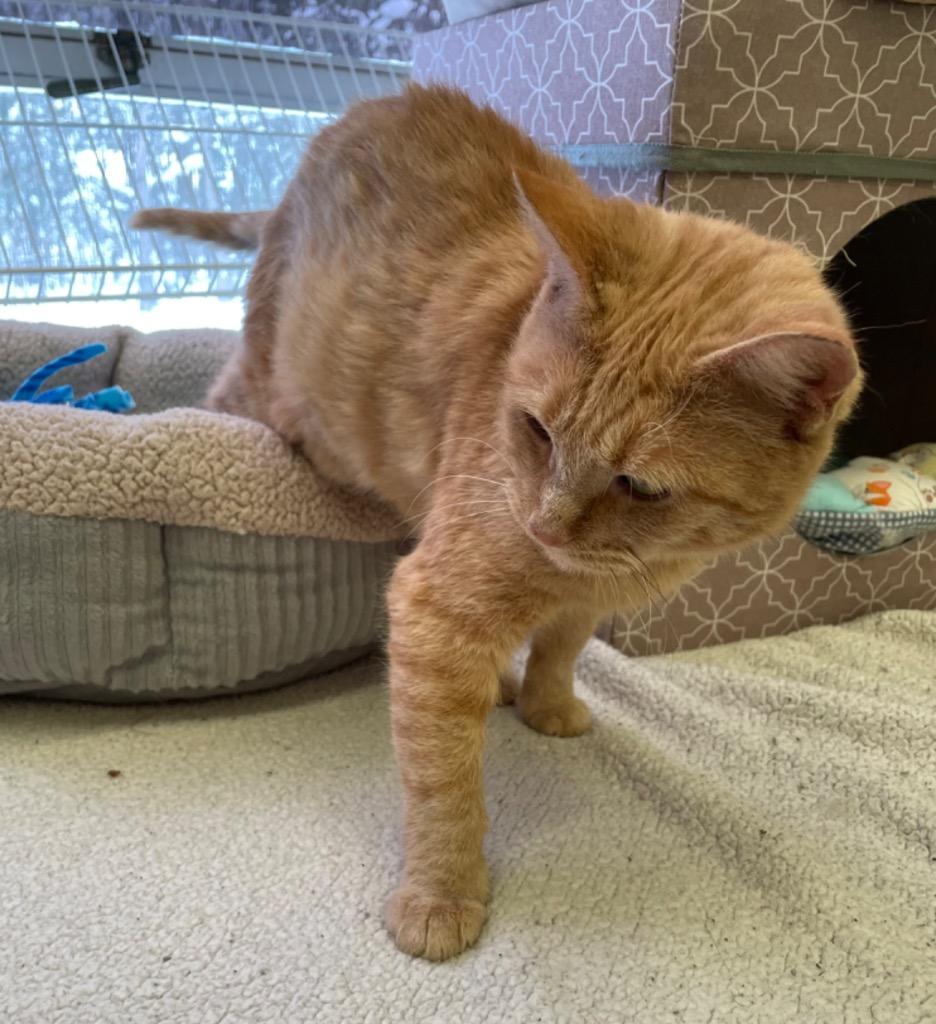 Enlarge LUCILLE, a Adoptable mixed breed in Muskegon, MI image 4/6