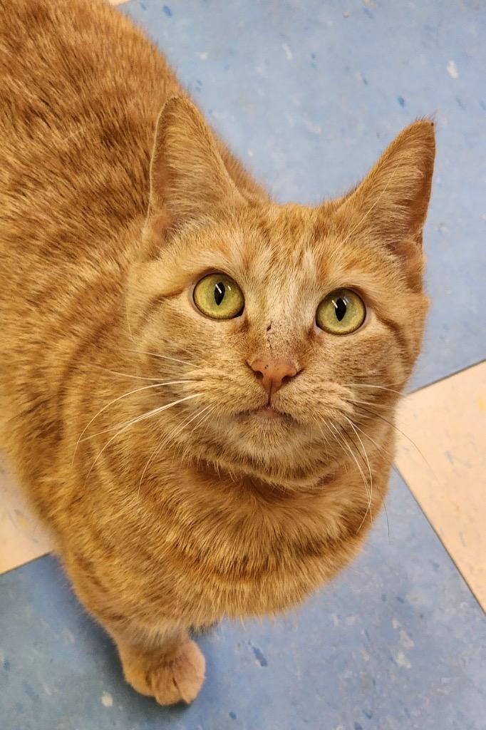 Enlarge LUCILLE, a Adoptable mixed breed in Muskegon, MI image 5/6