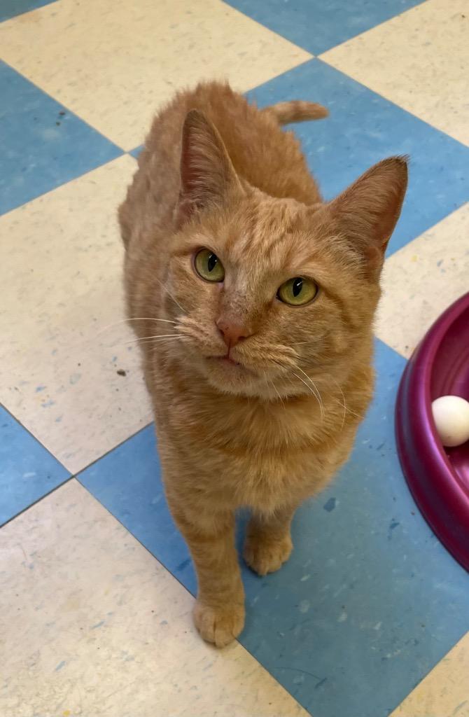 Enlarge LUCILLE, a Adoptable mixed breed in Muskegon, MI image 6/6