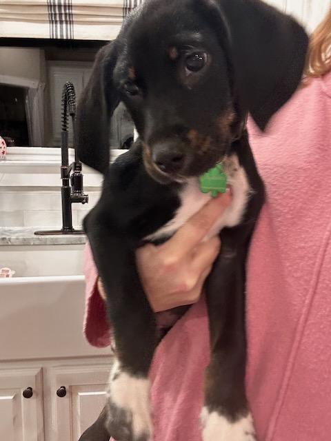 Enlarge SAMMY, a Adoptable mixed breed in Alpharetta, GA image 2/6