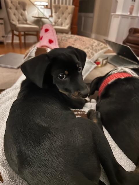 Enlarge SAMMY, a Adoptable mixed breed in Alpharetta, GA image 6/6