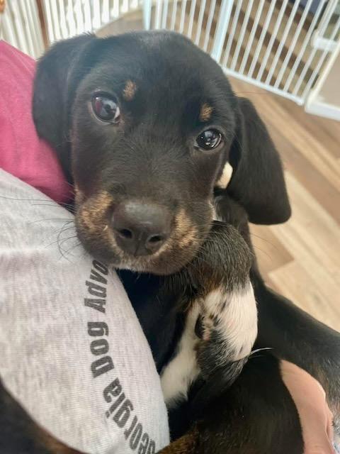 Enlarge SAMMY, a Adoptable mixed breed in Alpharetta, GA image 3/6