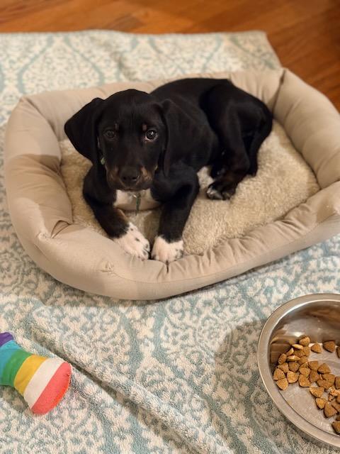 SAMMY, Adoptable, Puppy Male Beagle.