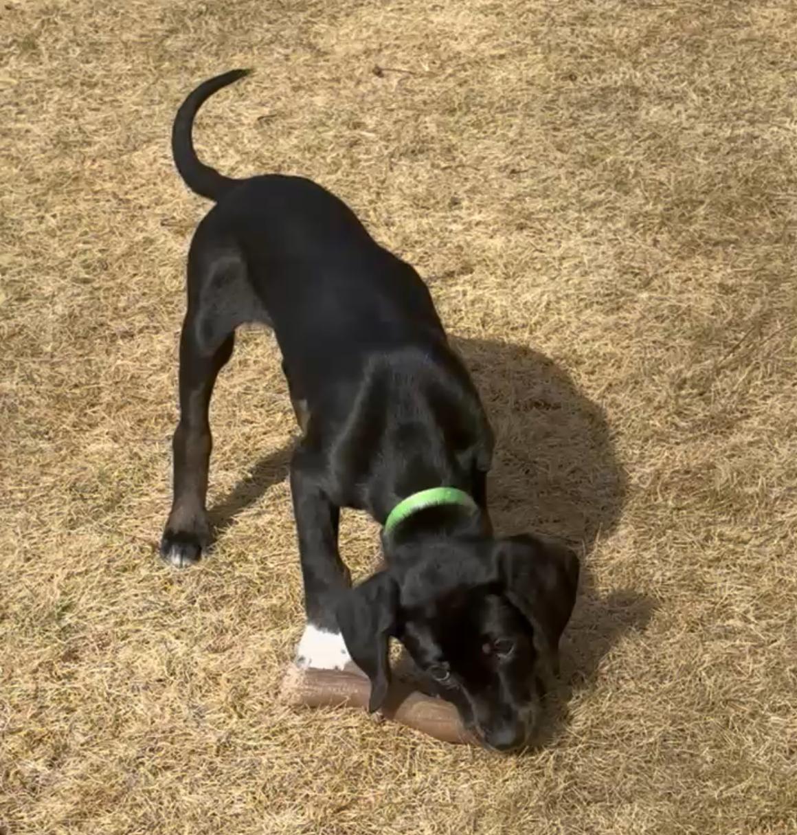 Enlarge SAMMY, a Adoptable mixed breed in Alpharetta, GA image 4/6