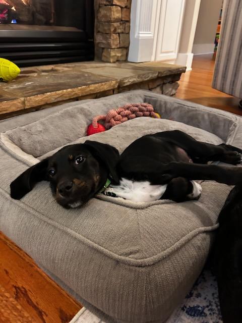 Enlarge SAMMY, a Adoptable mixed breed in Alpharetta, GA image 5/6