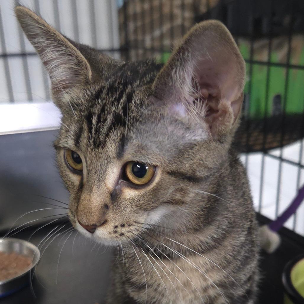 Tanner, Adoptable, Kitten Male Domestic Short Hair.