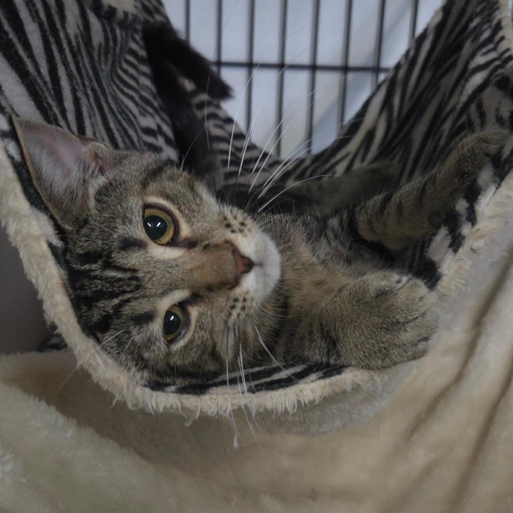 Enlarge Tanner, a Adoptable Domestic Short Hair in Jessup, MD image 2/2
