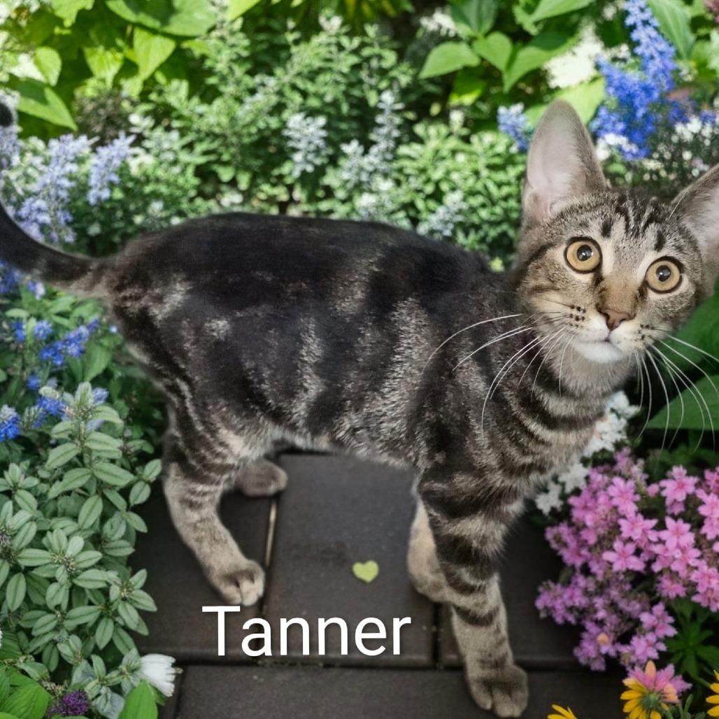 Enlarge Tanner, a Adoptable Domestic Short Hair in Jessup, MD image 3/3
