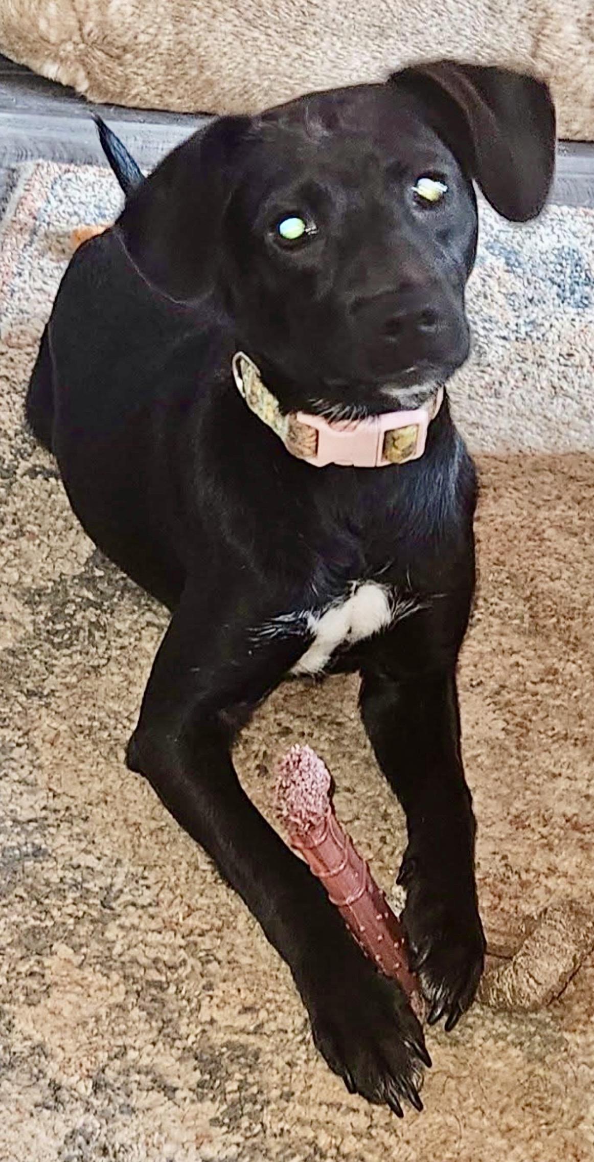 Ember, a ADOPTABLE mixed breed in Maiden, NC image 1/6
