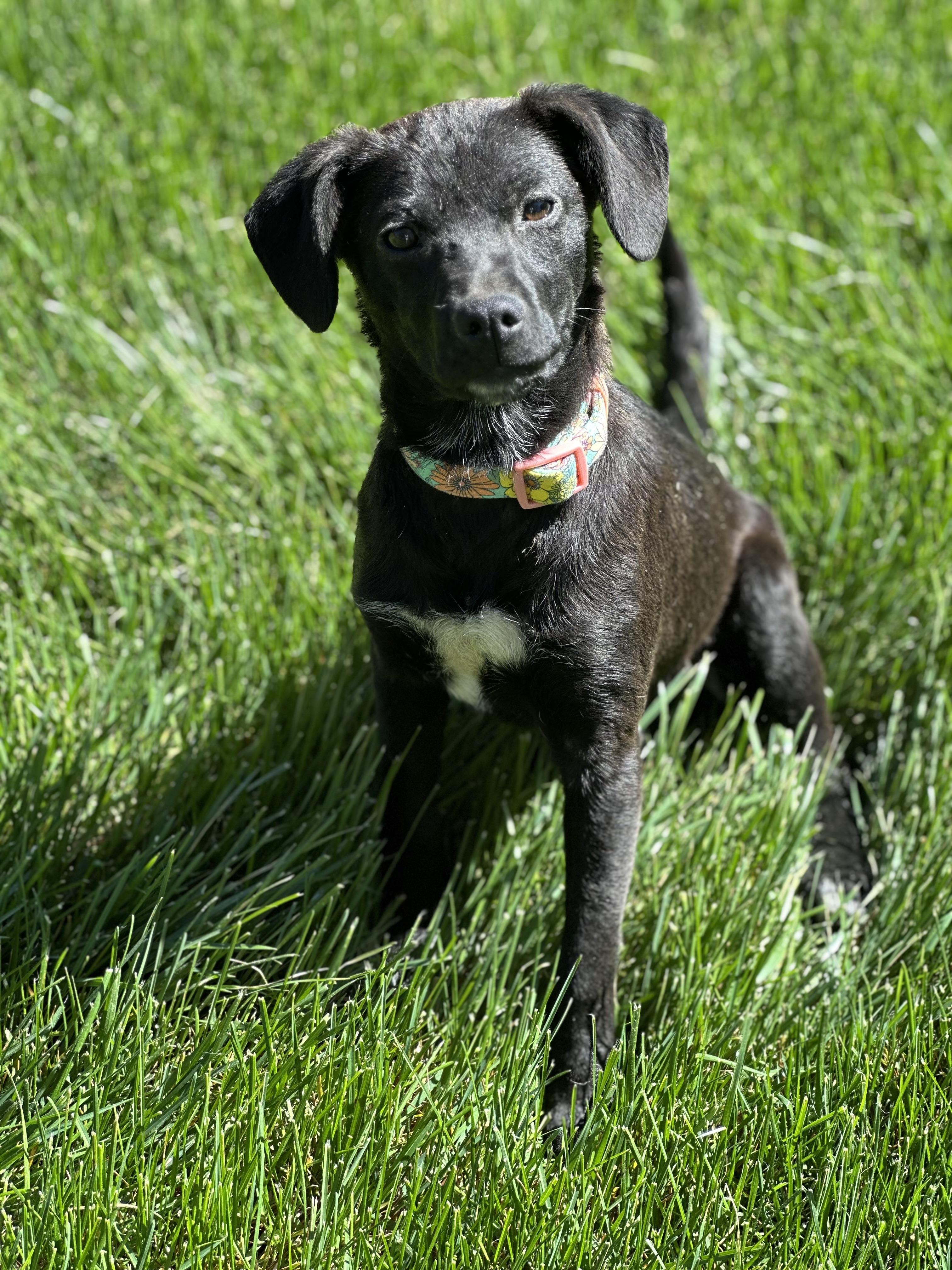 Enlarge Ember, a ADOPTABLE mixed breed in Maiden, NC image 2/5