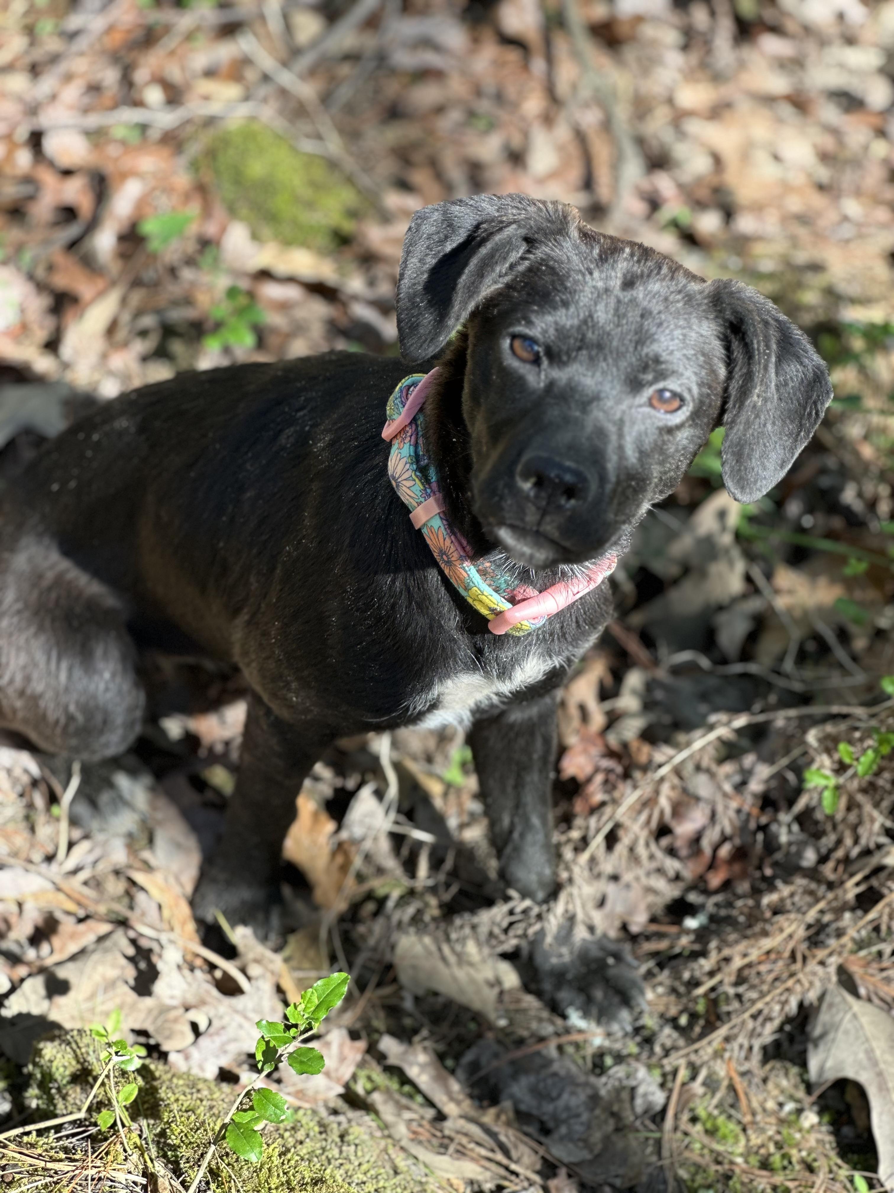 Enlarge Ember, a ADOPTABLE mixed breed in Maiden, NC image 4/5