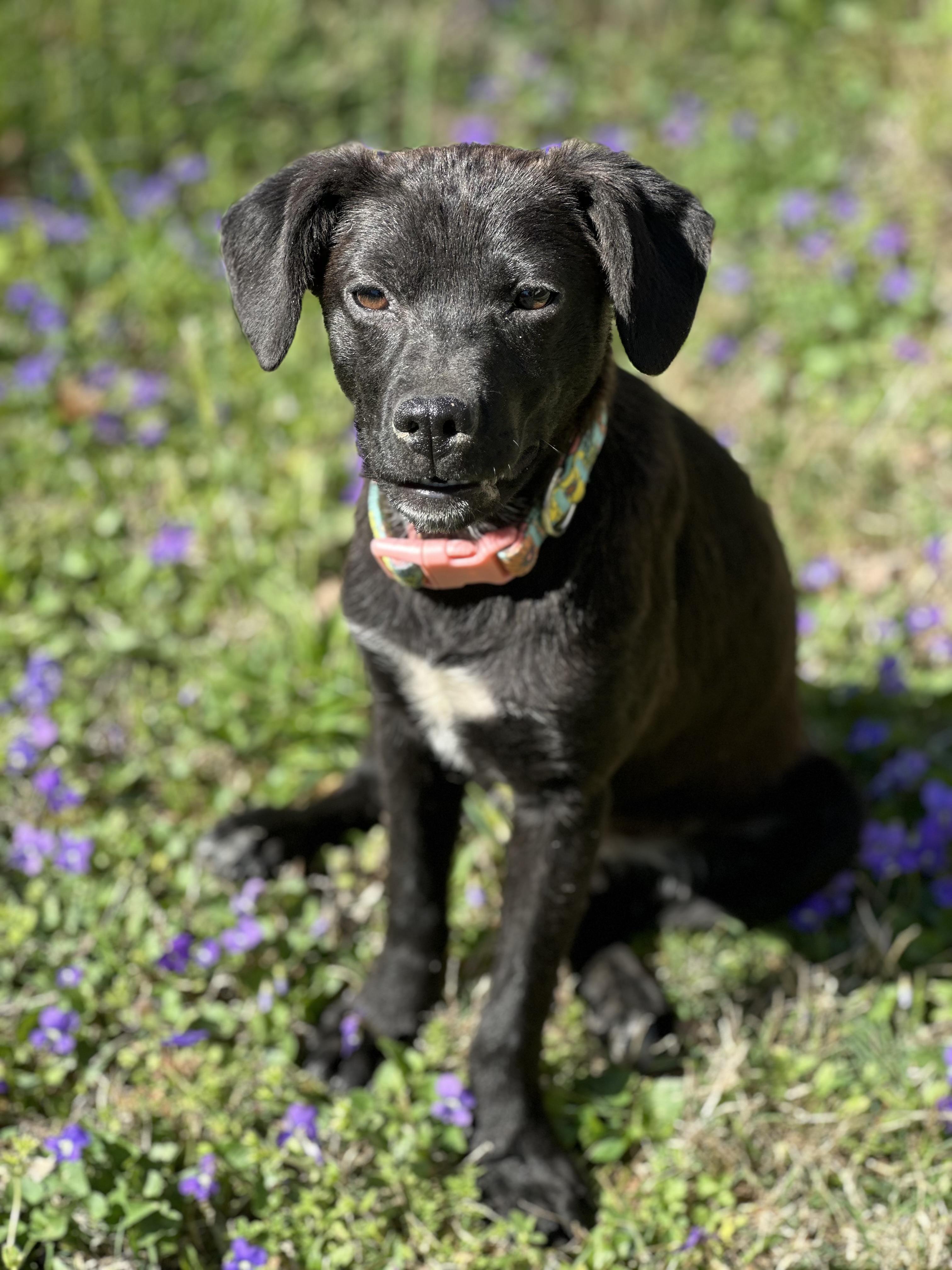 Enlarge Ember, a ADOPTABLE mixed breed in Maiden, NC image 5/5