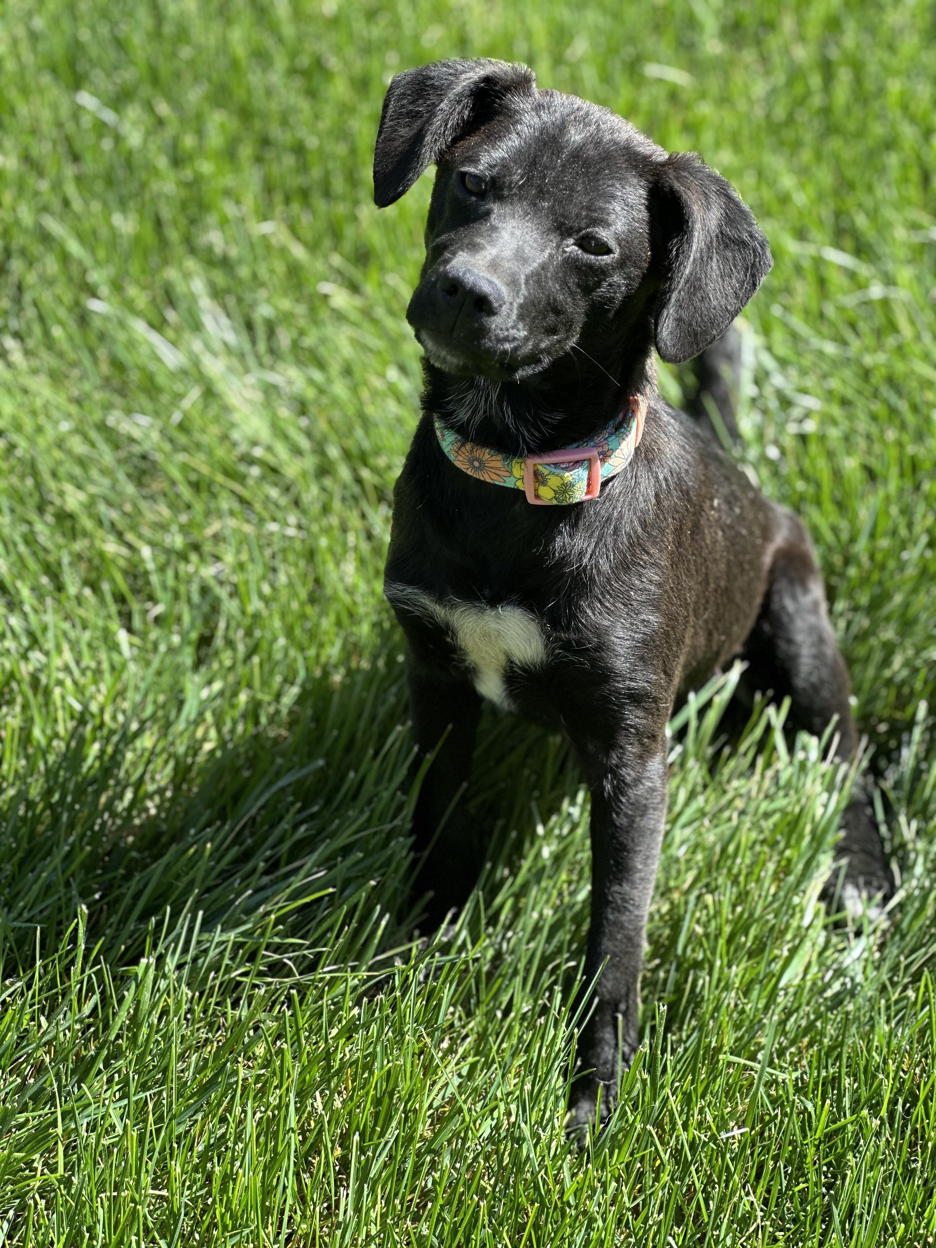 Enlarge Ember, a ADOPTABLE mixed breed in Maiden, NC image 3/5