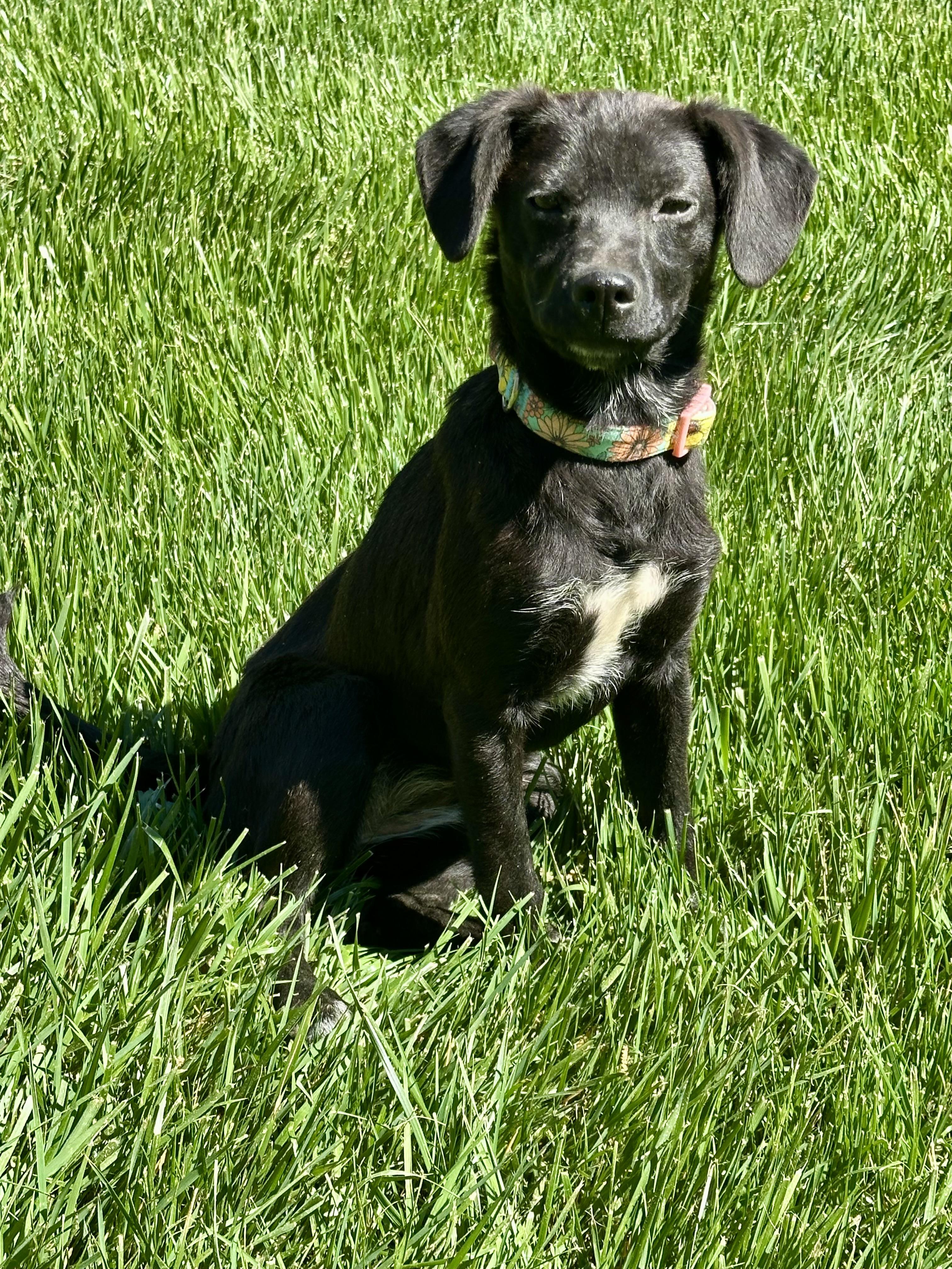 Enlarge Ember, a ADOPTABLE mixed breed in Maiden, NC image 1/5