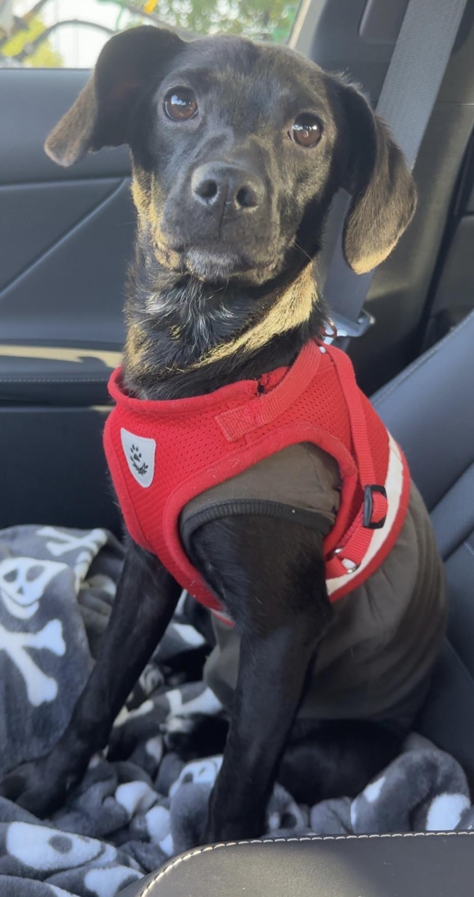 Ember, a ADOPTABLE mixed breed in Maiden, NC image 2/6