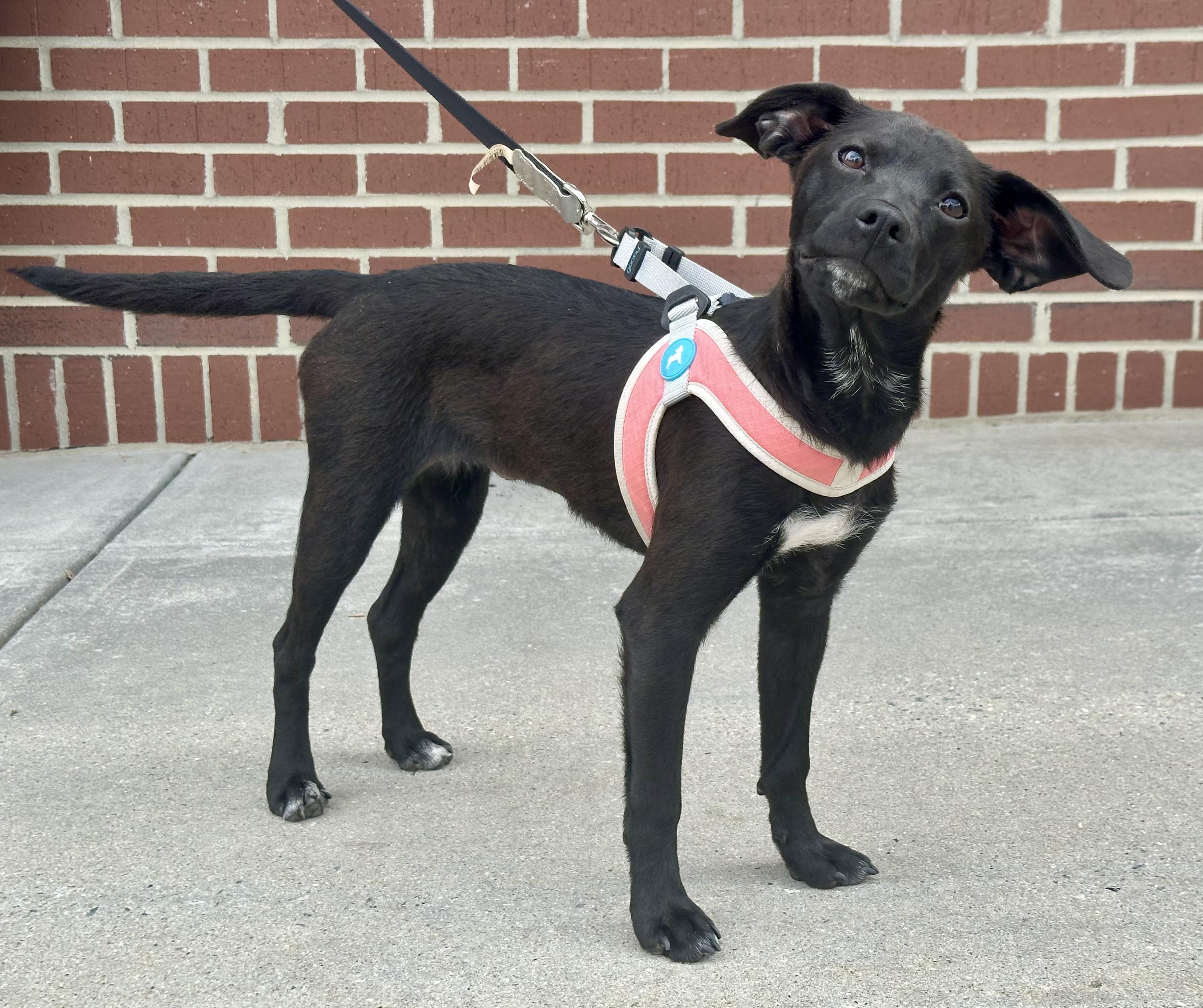 Ember, a ADOPTABLE mixed breed in Maiden, NC image 1/5