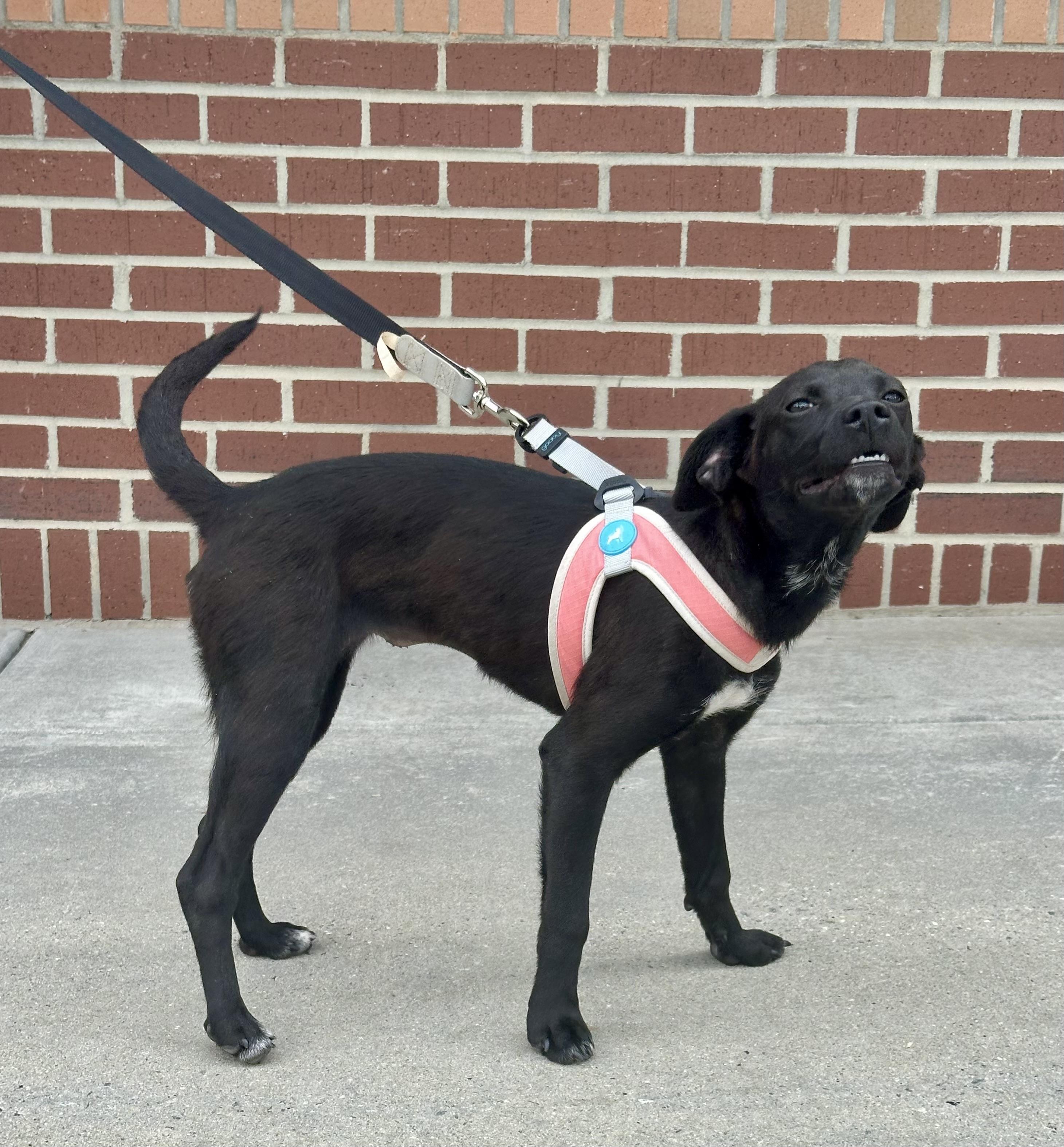 Ember, a ADOPTABLE mixed breed in Maiden, NC image 5/5