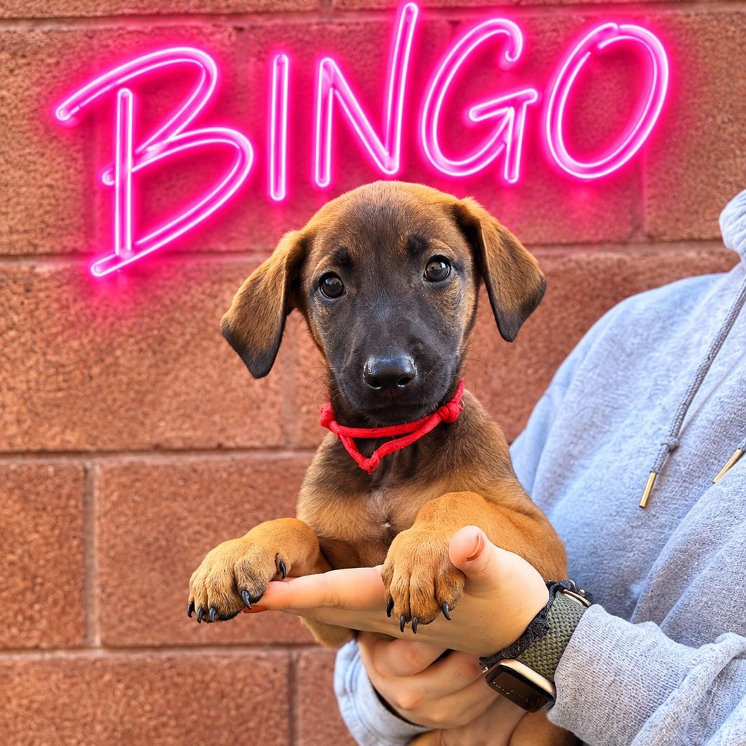 Bingo, Adoptable, Puppy Female Doberman Pinscher.