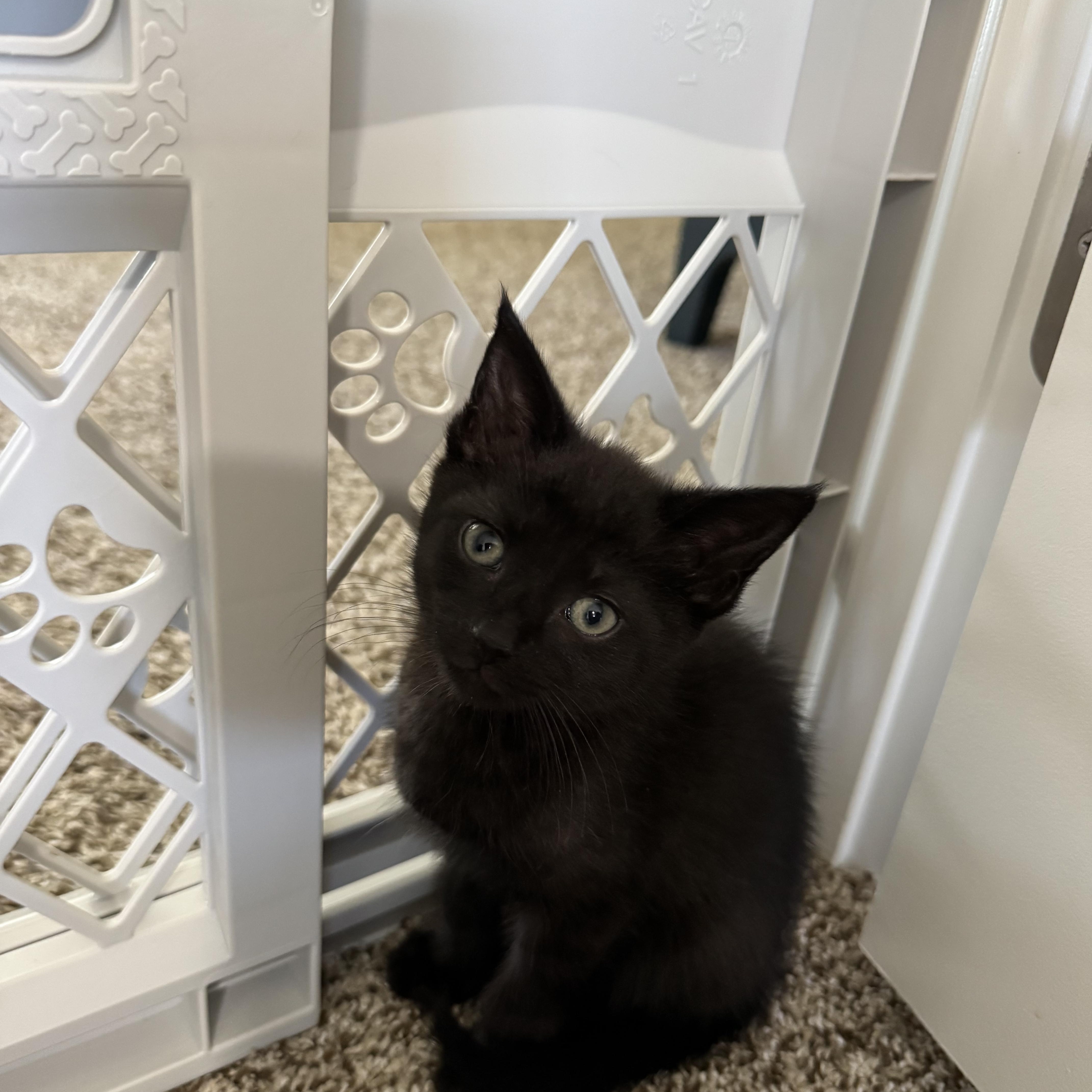 Jasper, adopted, Kitten Male Domestic Short Hair.