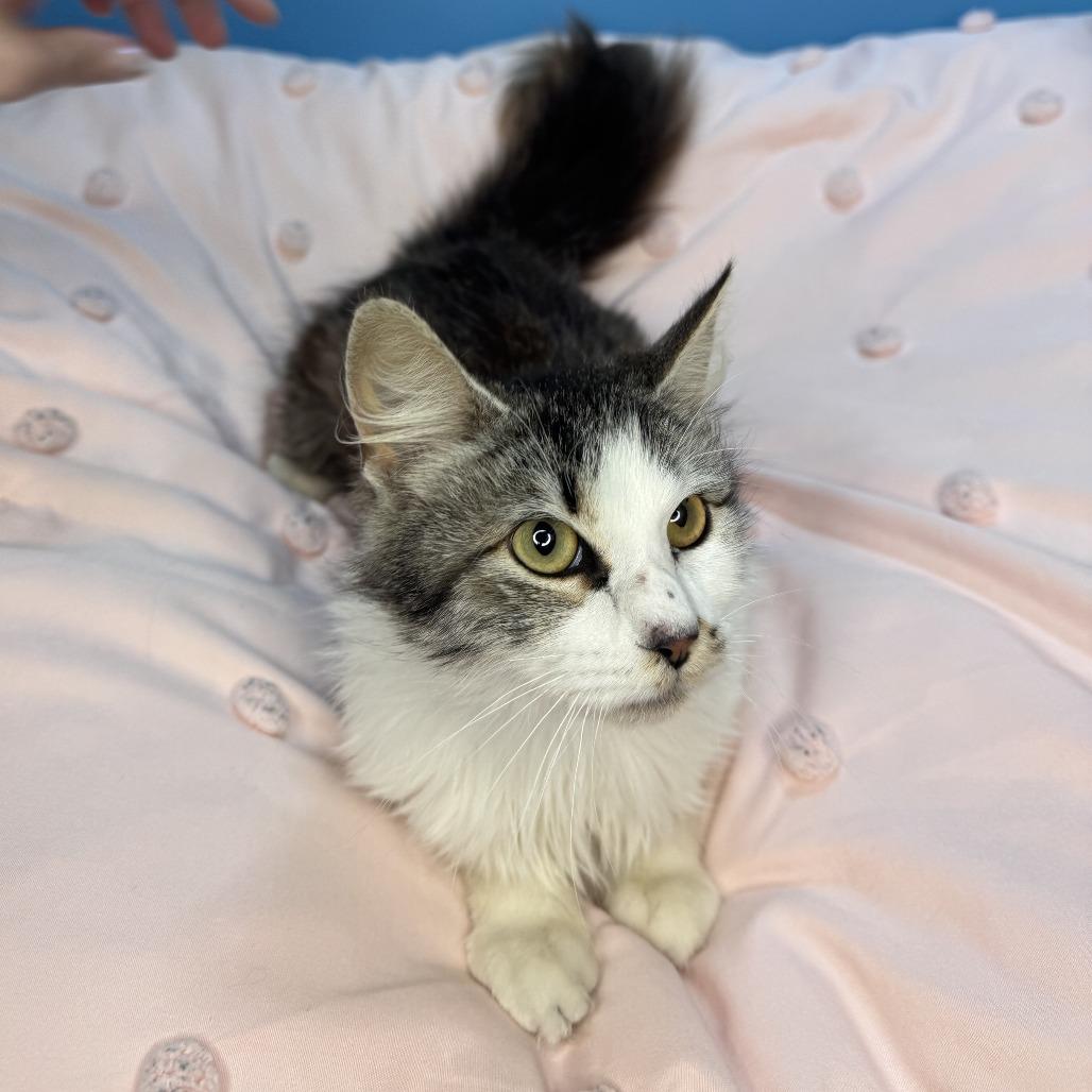 Duchess Cuddles, Adoptable, Adult Female Domestic Long Hair.