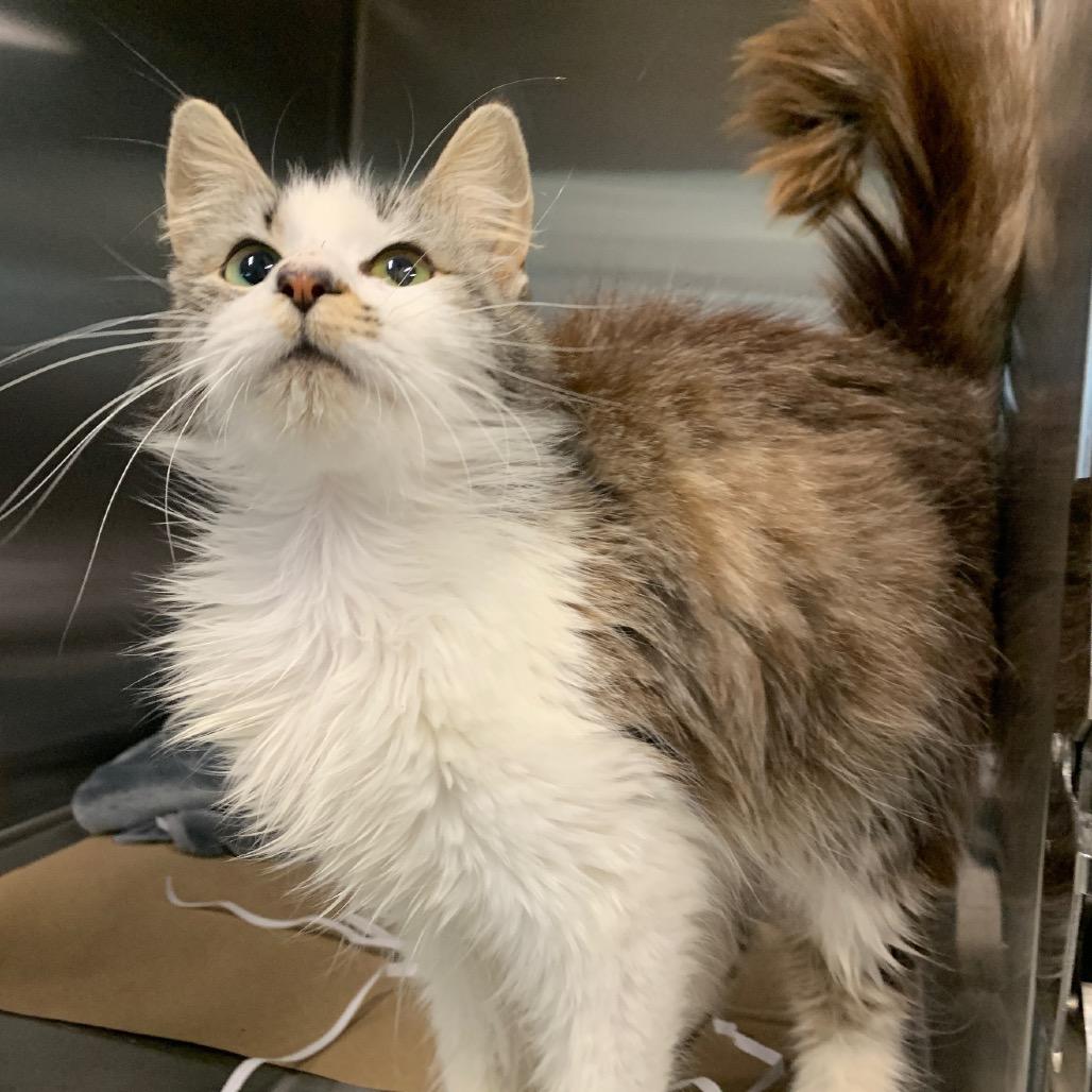 Duchess Cuddles, a Adoptable Domestic Long Hair in San Antonio, TX image 2/6