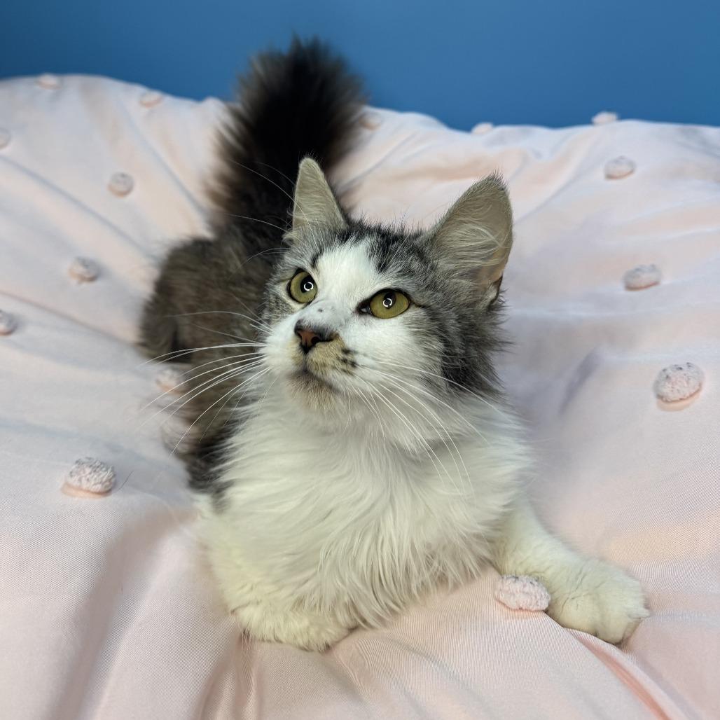 Duchess Cuddles, a Adoptable Domestic Long Hair in San Antonio, TX image 3/6