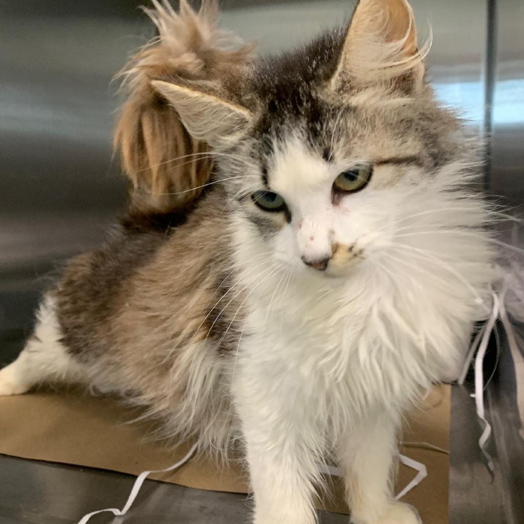 Duchess Cuddles, a Adoptable Domestic Long Hair in San Antonio, TX image 4/6