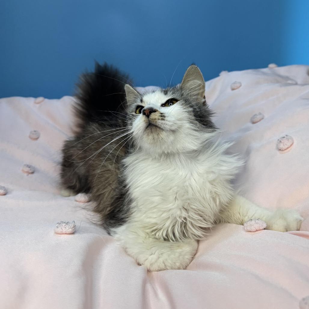 Duchess Cuddles, a Adoptable Domestic Long Hair in San Antonio, TX image 5/6