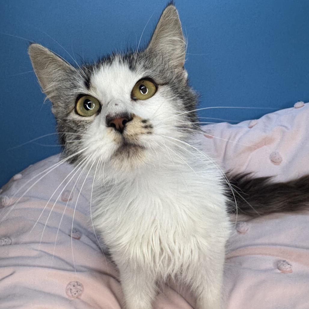 Duchess Cuddles, a Adoptable Domestic Long Hair in San Antonio, TX image 6/6