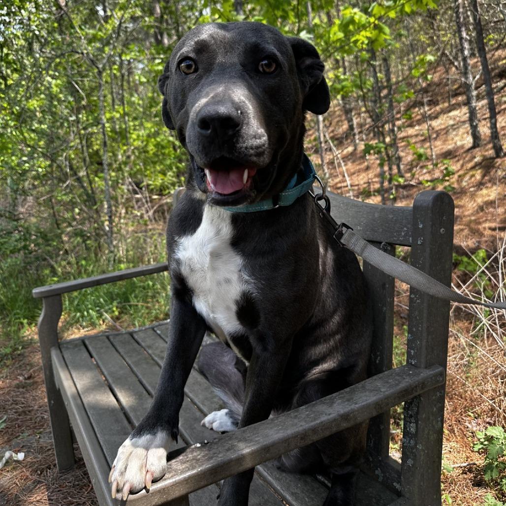 Daisy Mae, Adoptable, Adult Female Mixed Breed.