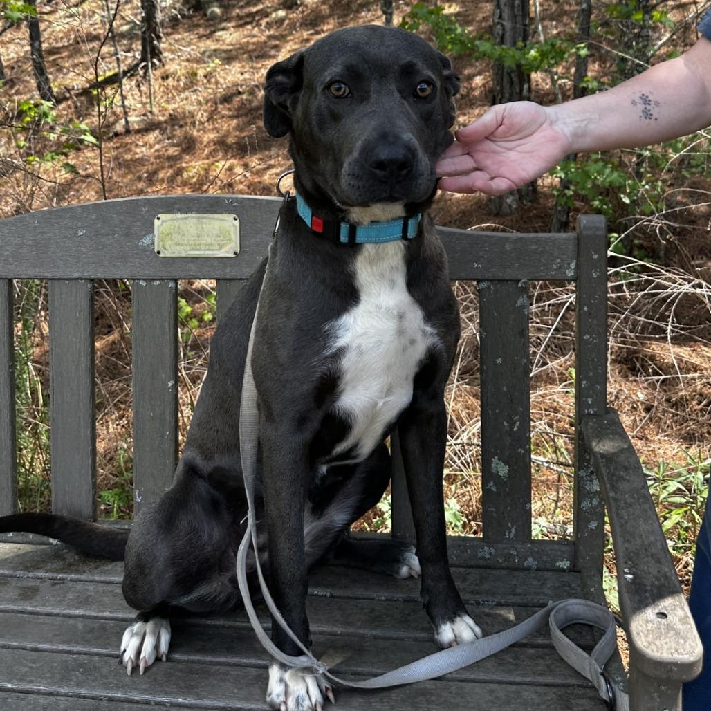 Daisy Mae, a Adoptable Mixed Breed in Blue Ridge, GA image 2/3