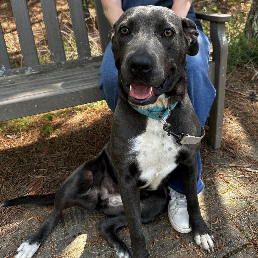 Daisy Mae, a Adoptable Mixed Breed in Blue Ridge, GA image 3/3