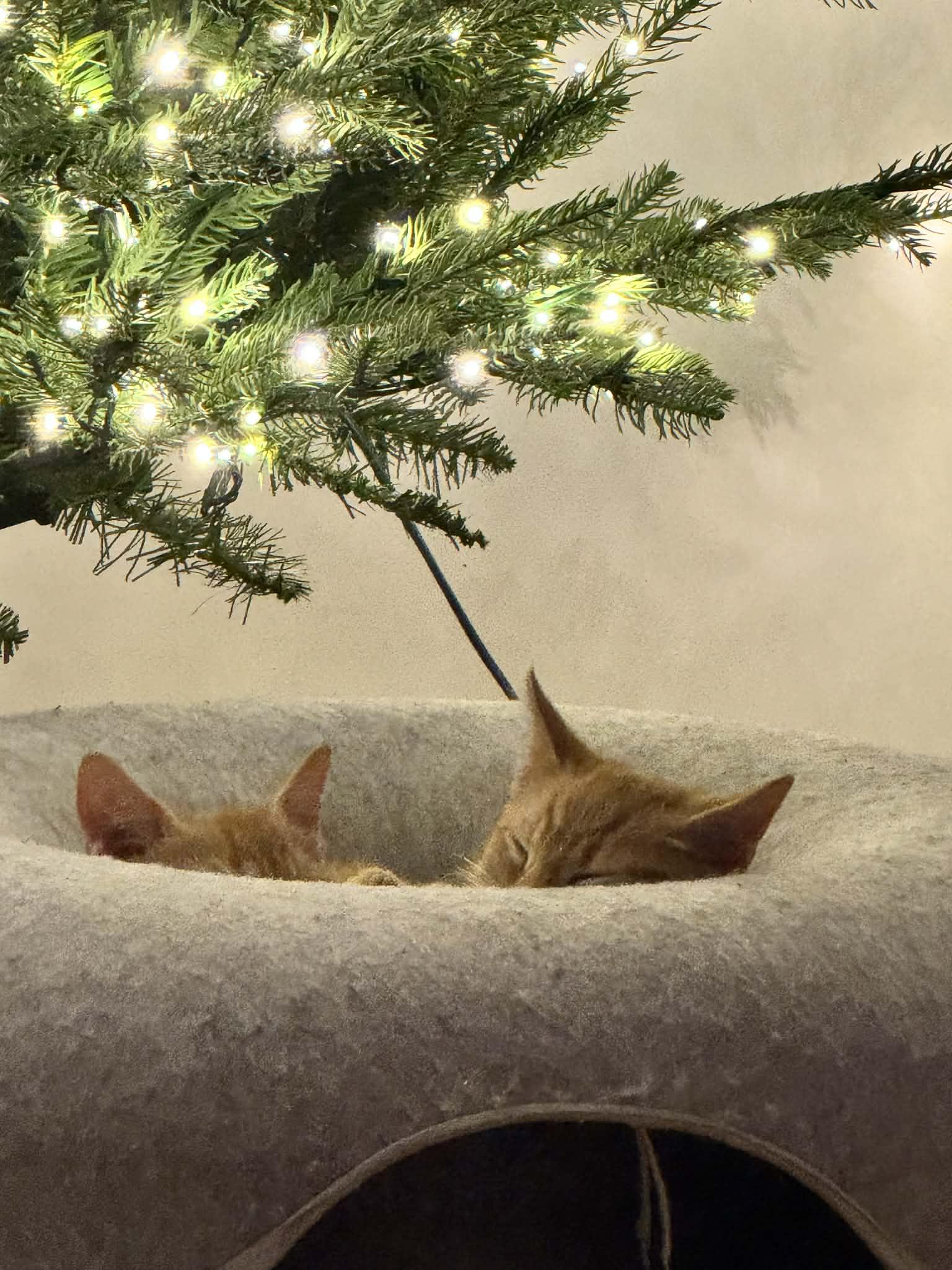 Ed and Edd, a Adoptable Domestic Short Hair in Chesapeake Beach, MD image 4/6