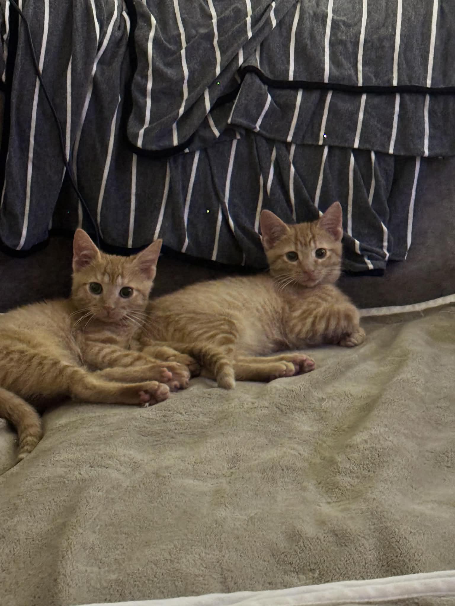 Ed and Edd, a Adoptable Domestic Short Hair in Chesapeake Beach, MD image 5/6
