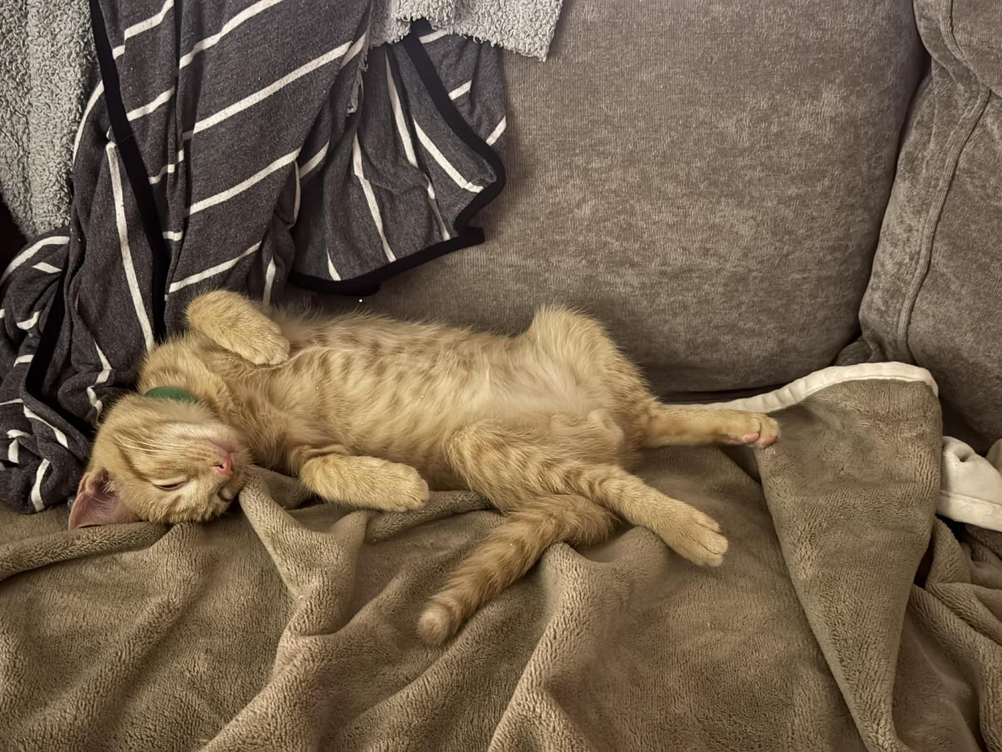 Ed and Edd, a Adoptable Domestic Short Hair in Chesapeake Beach, MD image 6/6