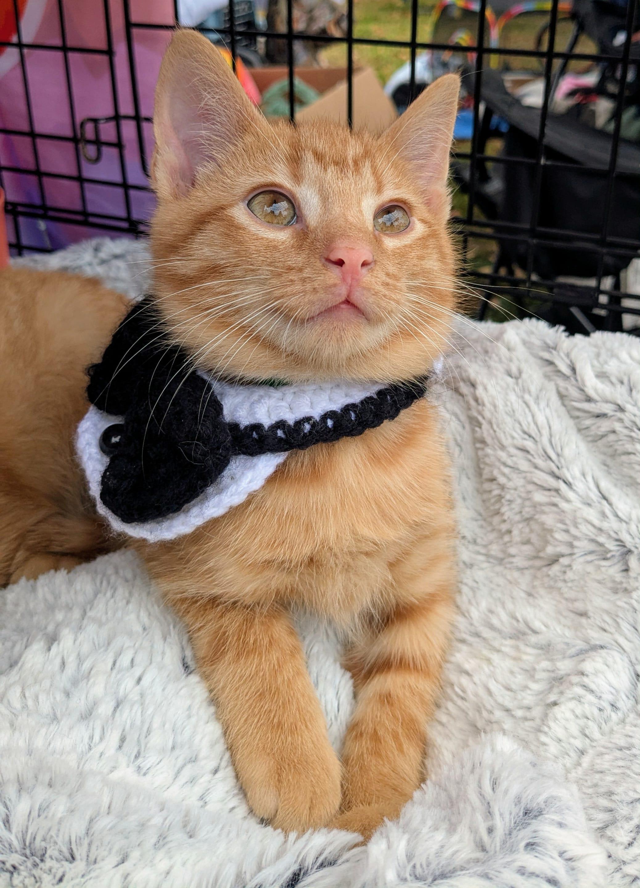 Ed and Edd, Adoptable, Kitten Male Domestic Short Hair.