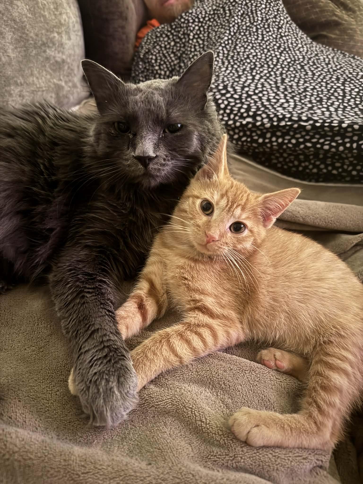 Ed and Edd, a Adoptable Domestic Short Hair in Chesapeake Beach, MD image 3/6