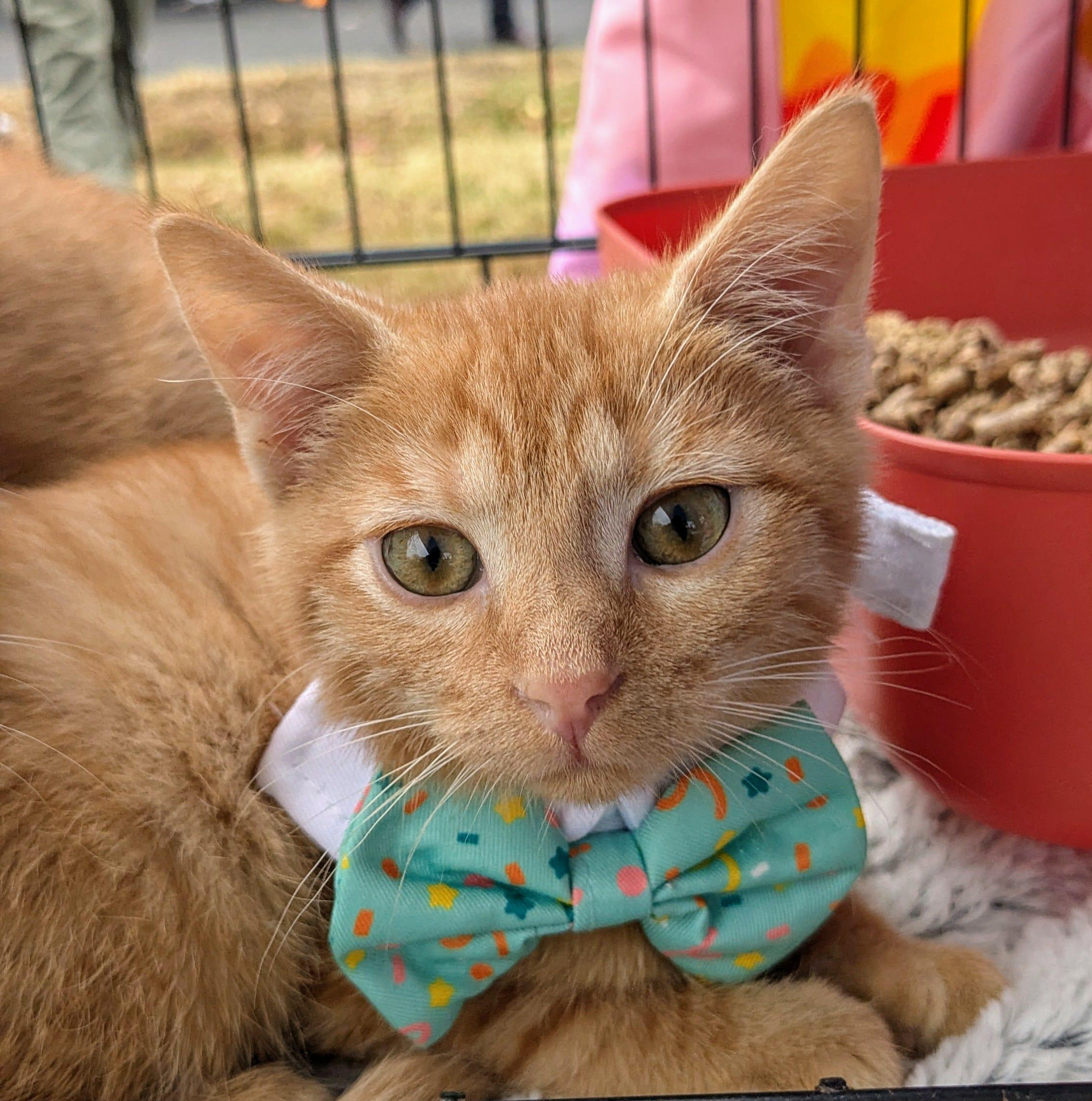 Ed and Edd, a Adoptable Domestic Short Hair in Chesapeake Beach, MD image 2/6