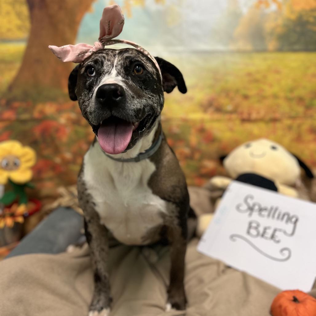 Enlarge Oreo, a Adoptable mixed breed in Harrisville, WV image 1/6